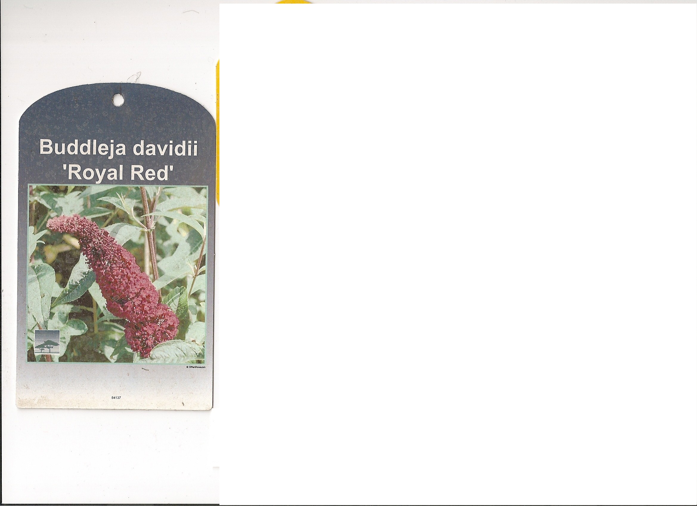 Buddleia Davidii Royal Red.jpg